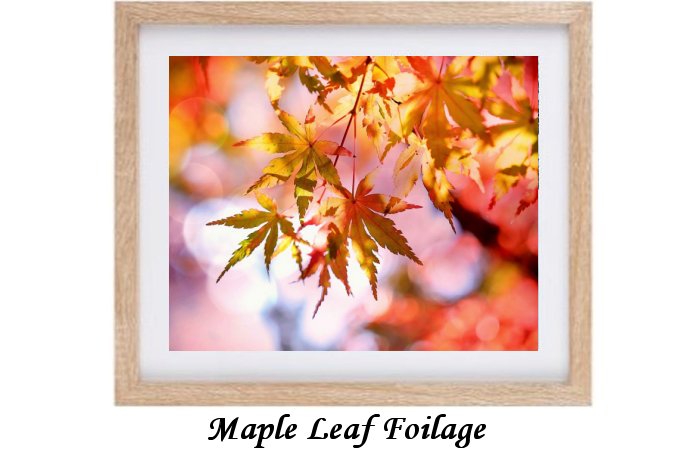 Maple Leaf Foilage Framed Print